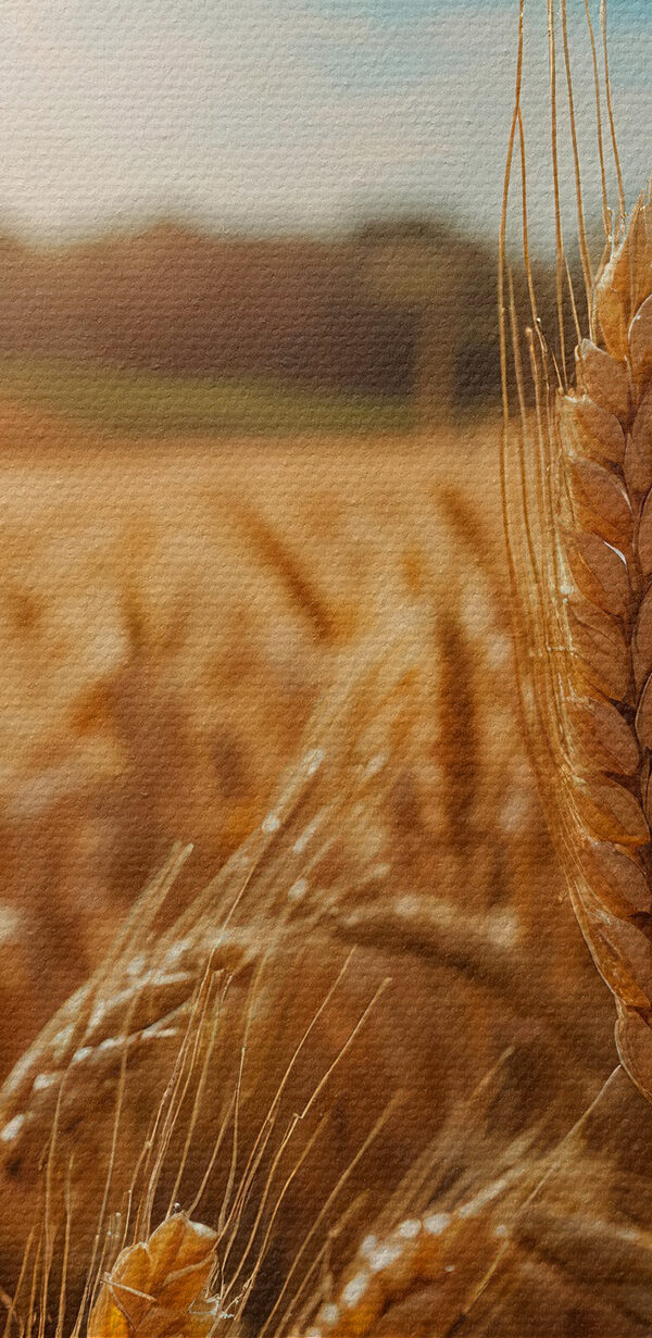 Weizenfeld mit Sonnenschein im Hintergrund Weizenfeld mit Sonnenschein im Hintergrund