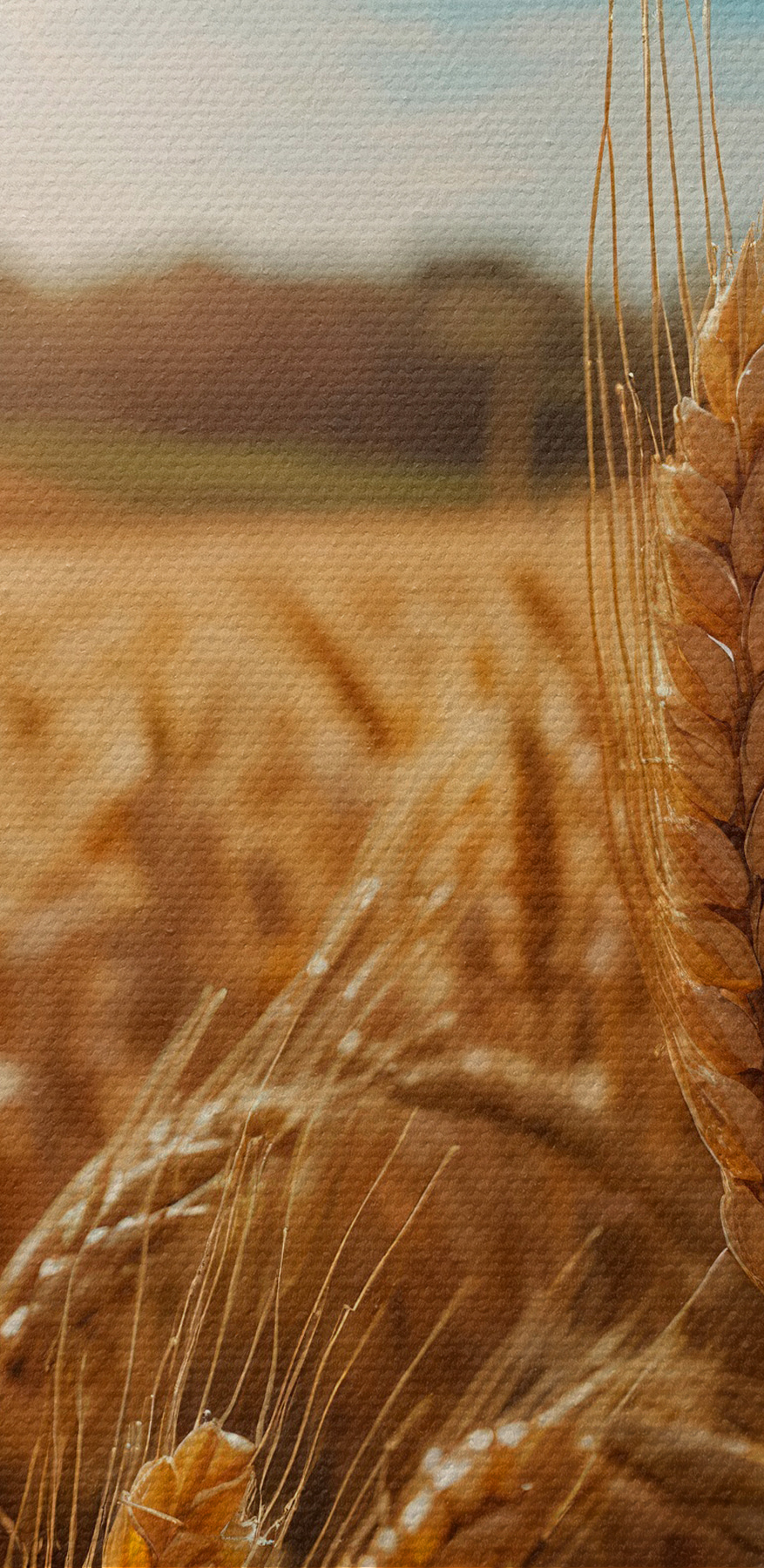 Weizenfeld mit Sonnenschein im Hintergrund Weizenfeld mit Sonnenschein im Hintergrund