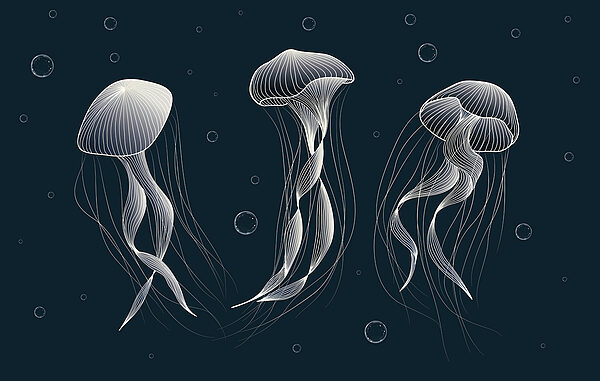 Gruppe von Quallen im Wasser Gruppe von Quallen im Wasser