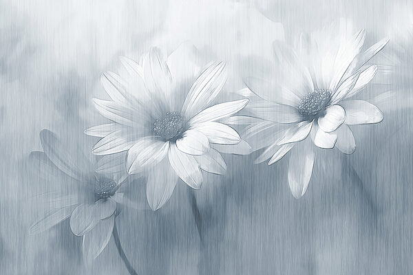 Gruppe von weißen Blumen Gruppe von weißen Blumen