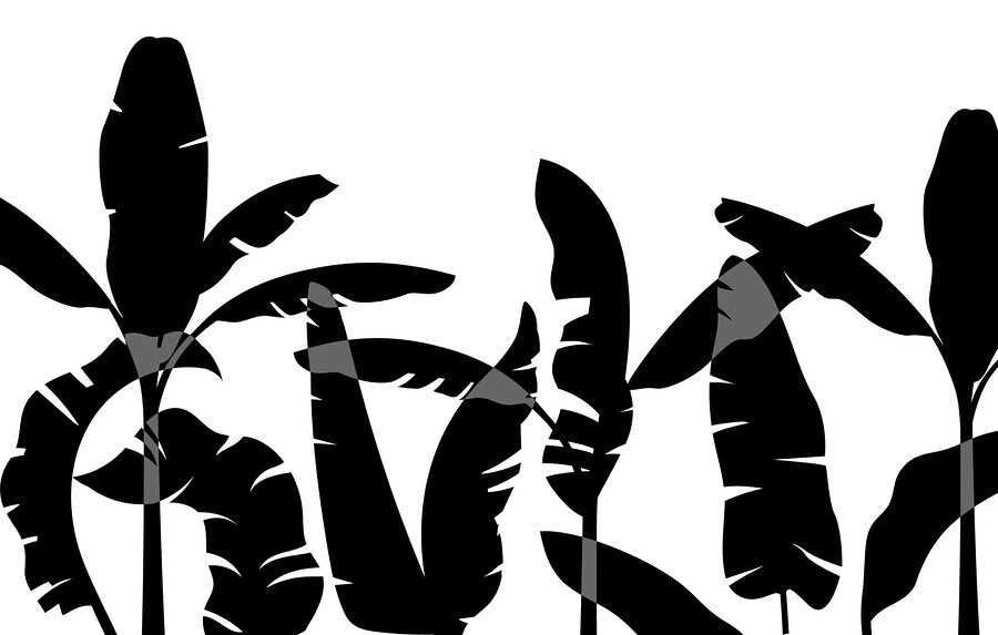 Schwarze Silhouette eines Bananenblattes