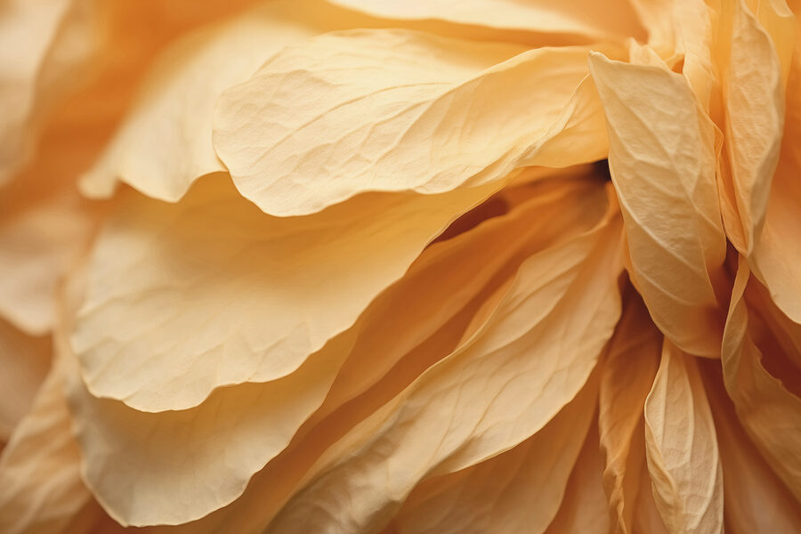 Nahaufnahme einer Blume
