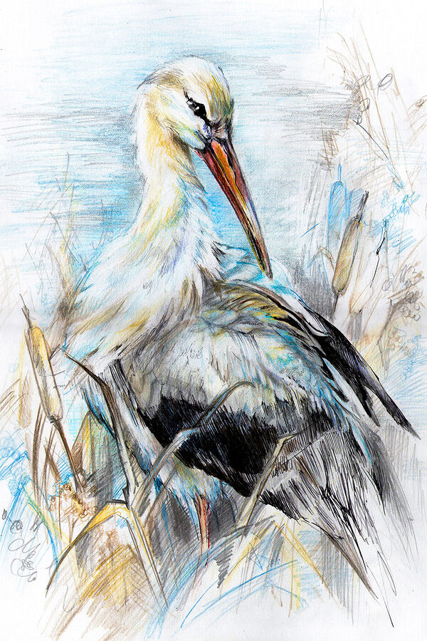 Drawing of a bird Drawing of a bird