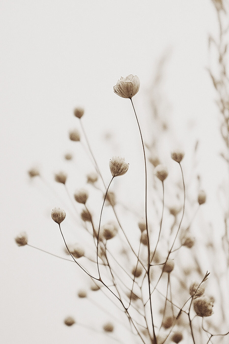 Nahaufnahme von Blumen