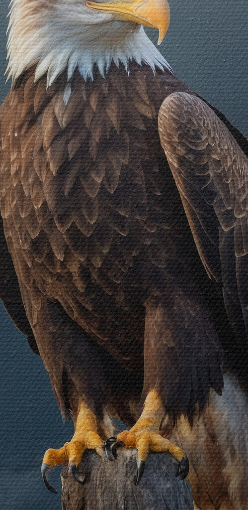 Bald eagle on a post with a full moon in the background