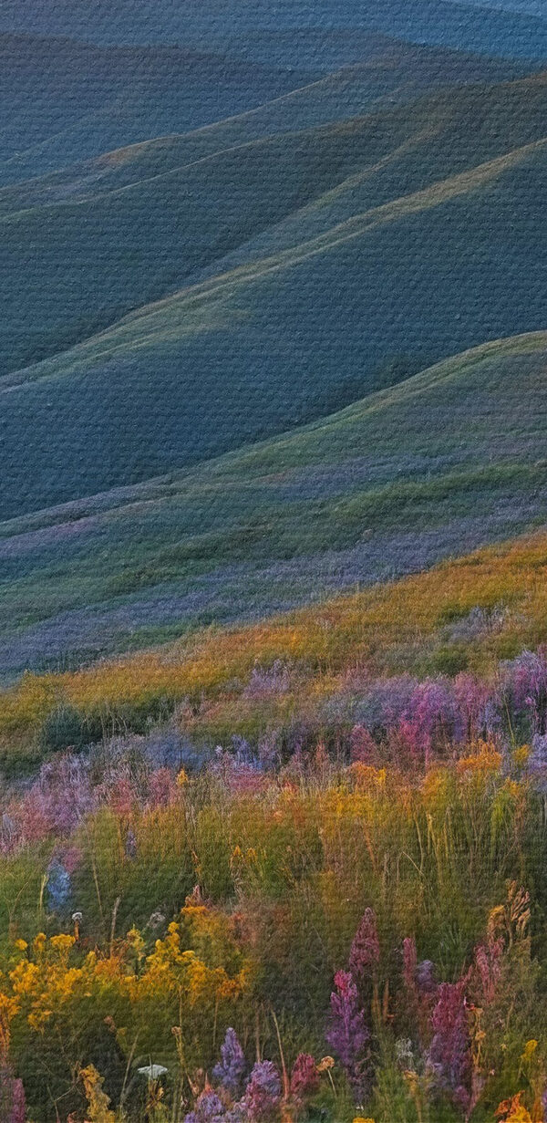 Blumenfeld auf einem Berg Blumenfeld auf einem Berg