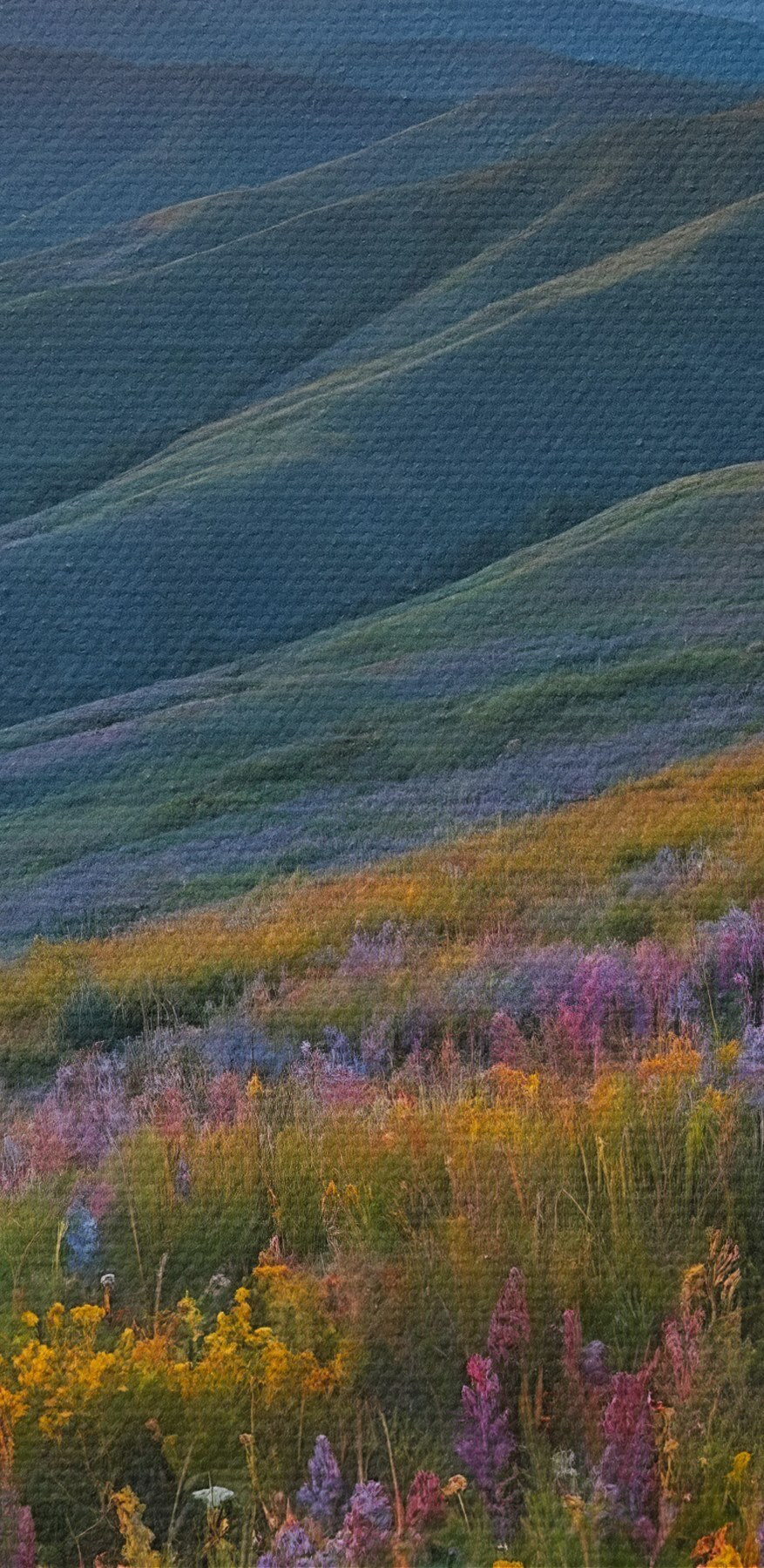 Blumenfeld auf einem Berg Blumenfeld auf einem Berg