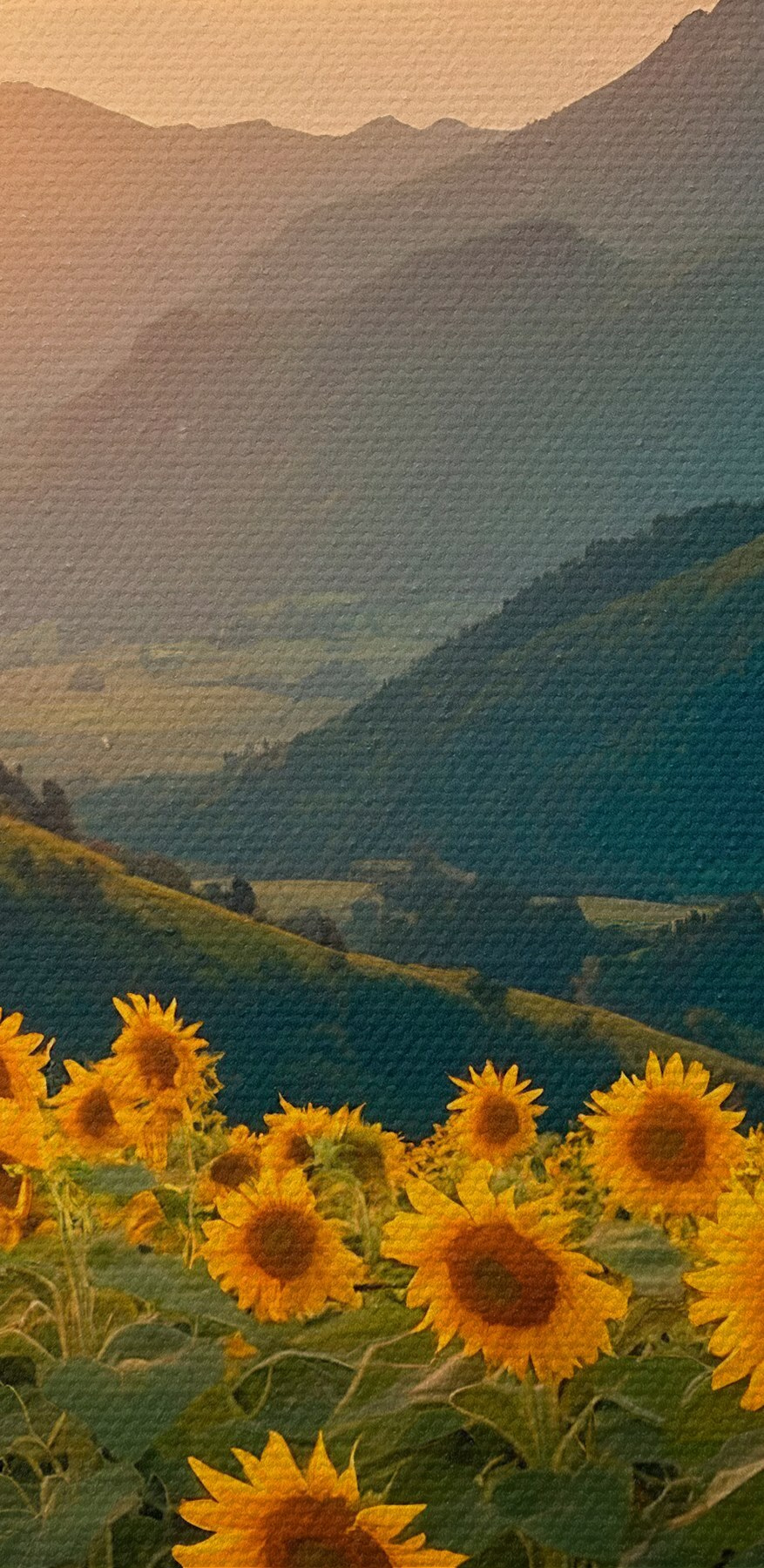 Sonnenblumenfeld in den Bergen
