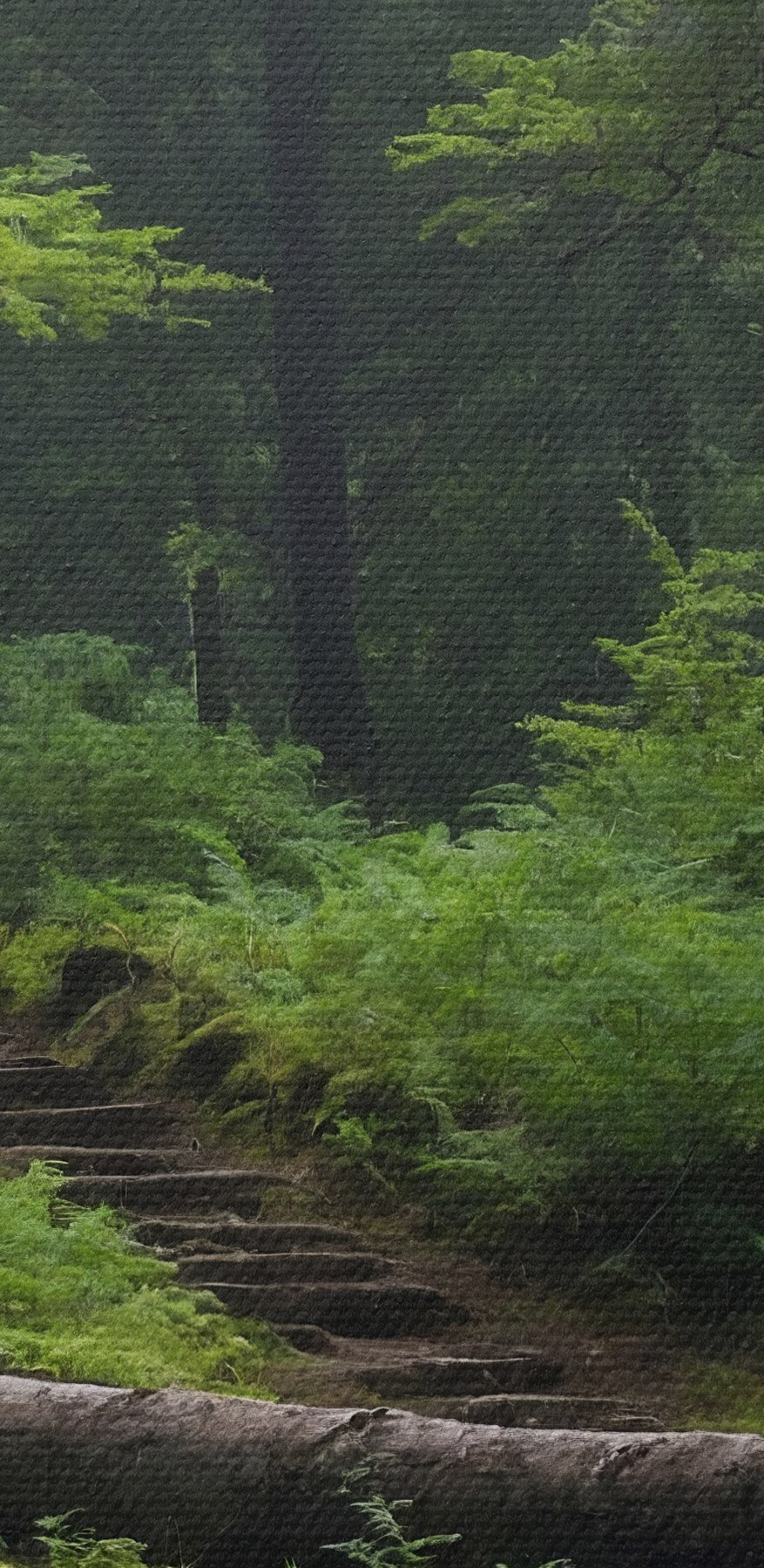Umgestürzter Baum über einem Gewässer