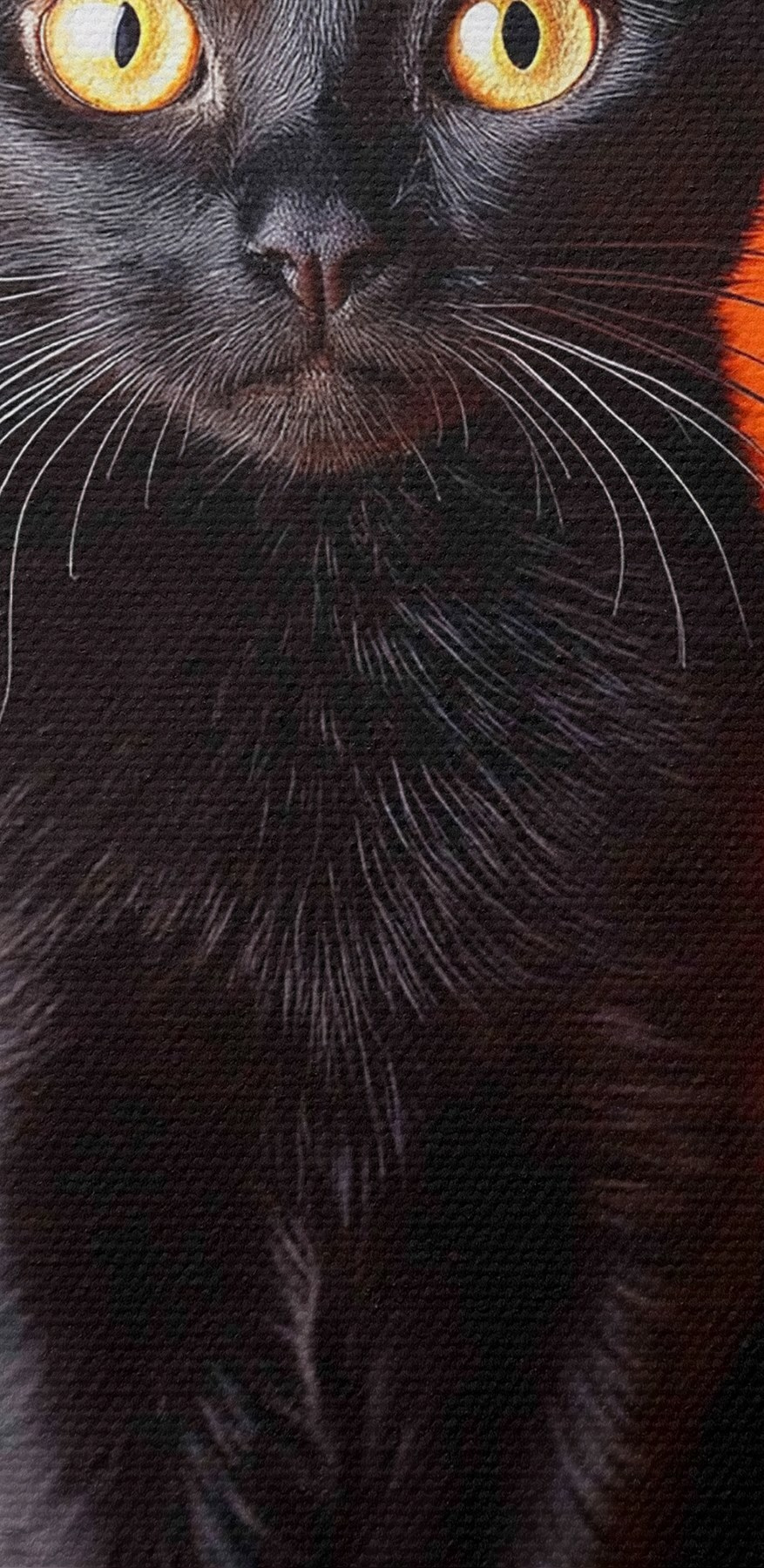 Schwarze Katze sitzt neben zwei Kürbissen Schwarze Katze sitzt neben zwei Kürbissen