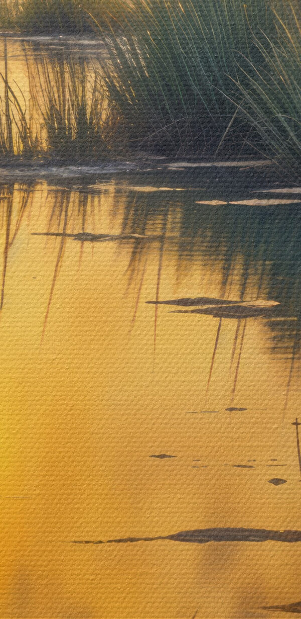 Wasser mit Pflanzen und Bäumen im Hintergrund Wasser mit Pflanzen und Bäumen im Hintergrund