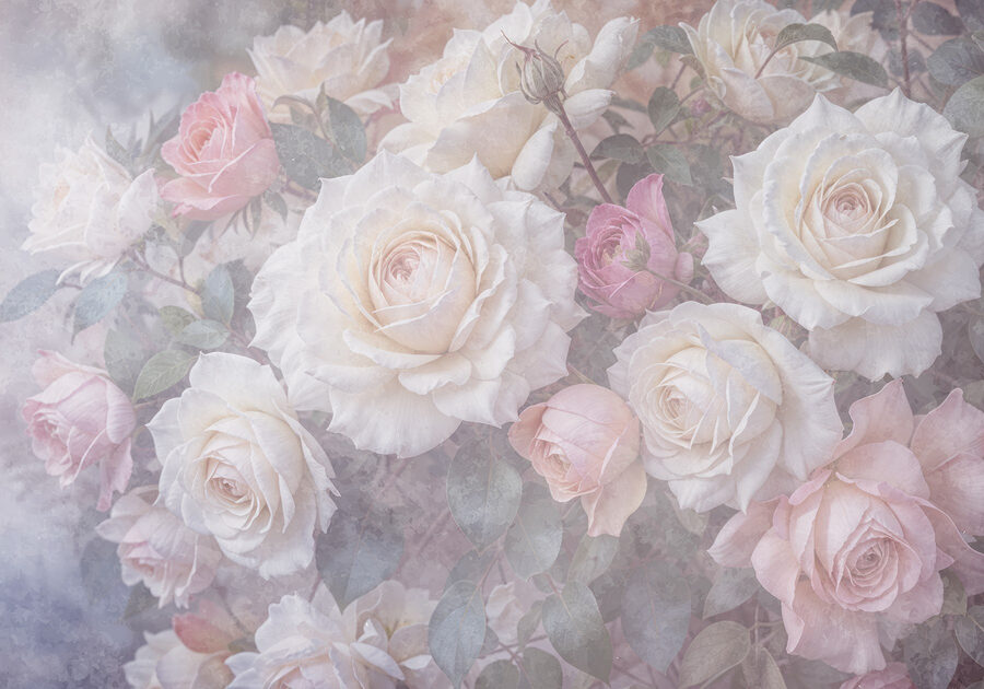 Gruppe von weißen und rosa Rosen
