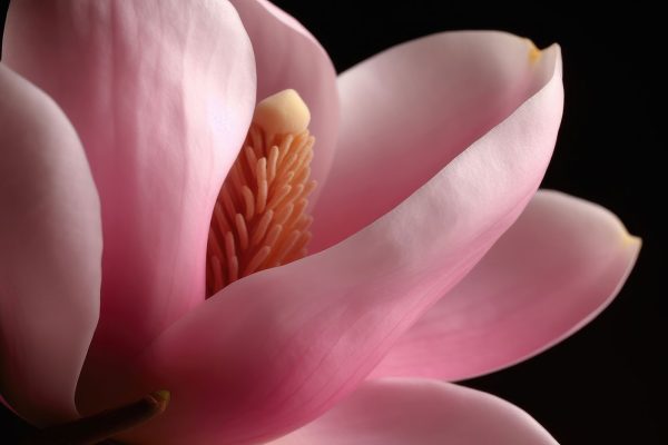 Rosa Blütenblätter umschließen einen zarten Kern. Rosa Blütenblätter umschließen einen zarten Kern.