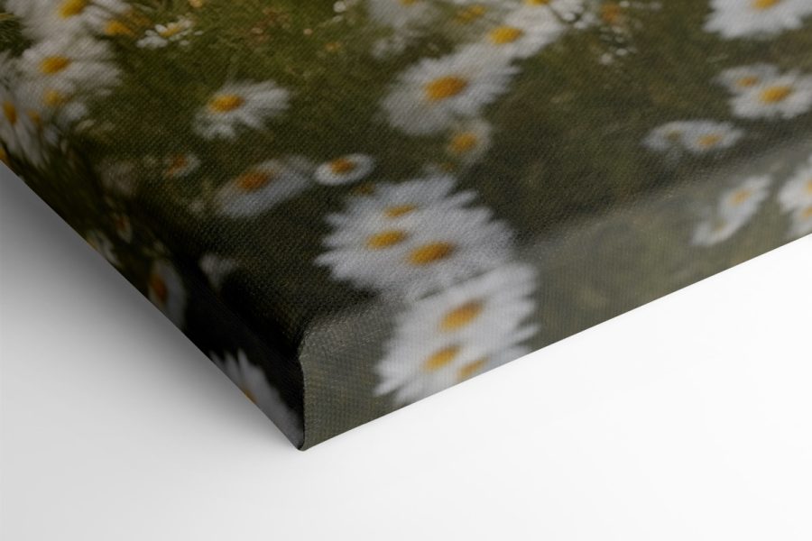 Bär in einem Blumenfeld sitzend Bär in einem Blumenfeld sitzend