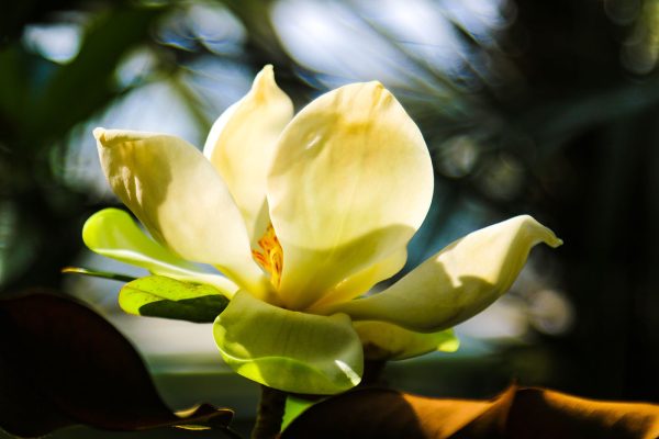Cremige Magnolie, vom Licht angestrahlt Cremige Magnolie, vom Licht angestrahlt