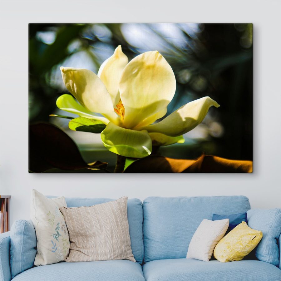 Cremige Magnolie, vom Licht angestrahlt