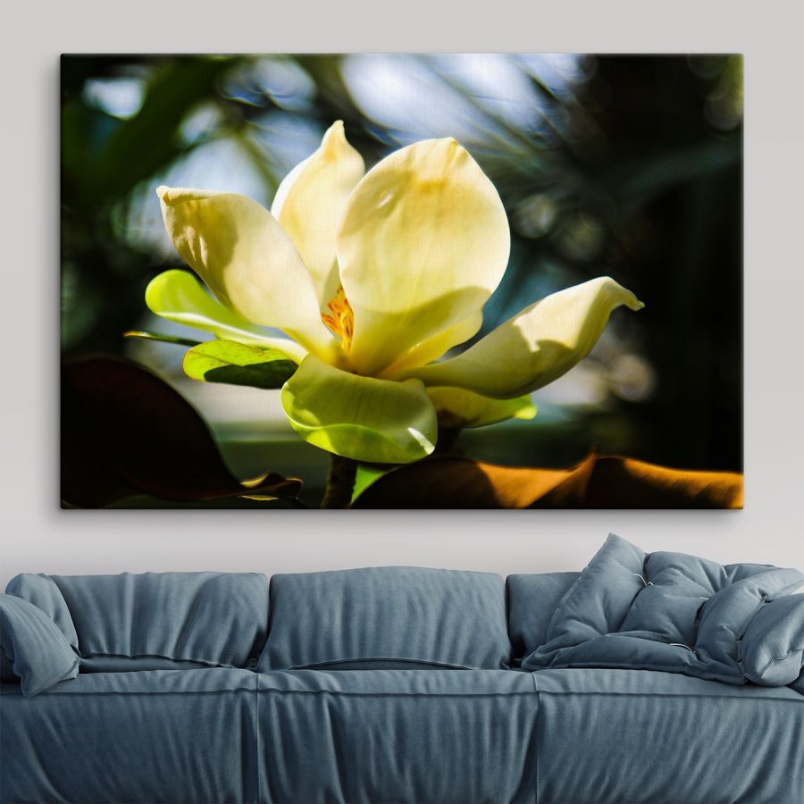 Cremige Magnolie, vom Licht angestrahlt