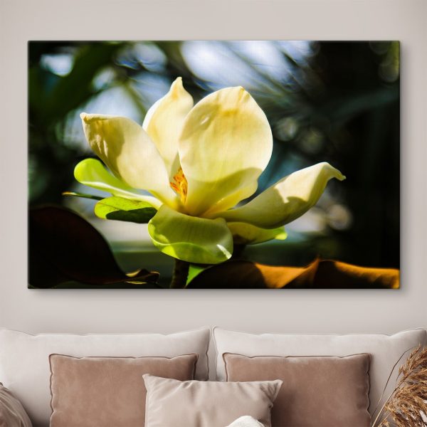 Cremige Magnolie, vom Licht angestrahlt Cremige Magnolie, vom Licht angestrahlt
