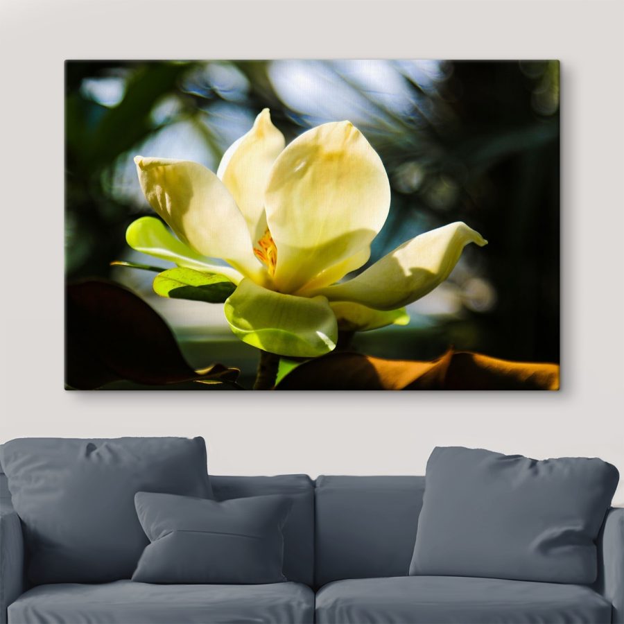 Cremige Magnolie, vom Licht angestrahlt