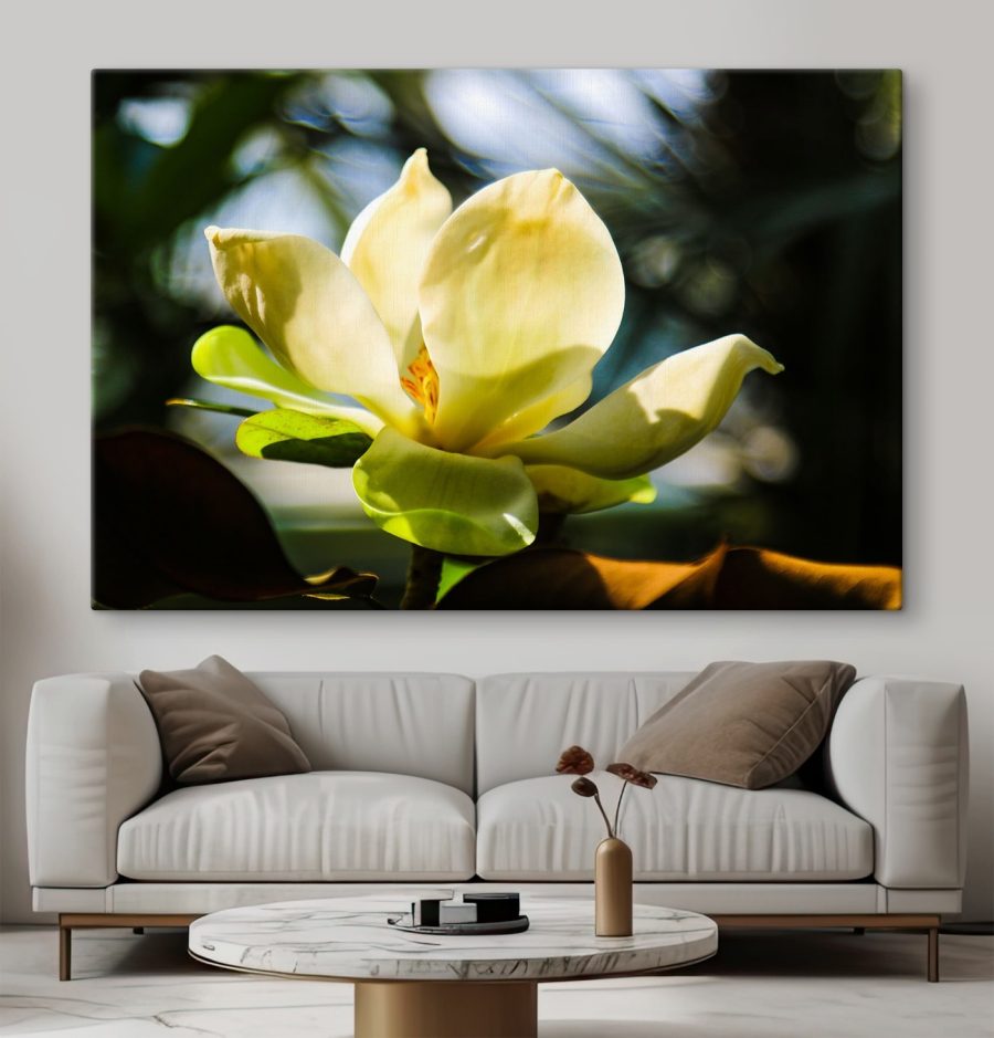 Cremige Magnolie, vom Licht angestrahlt
