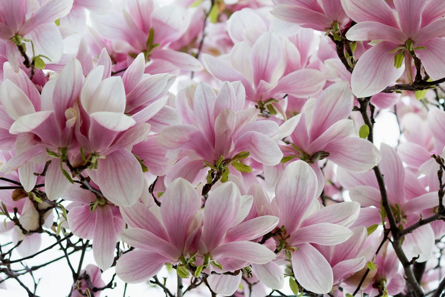 Gruppe von rosa Blumen