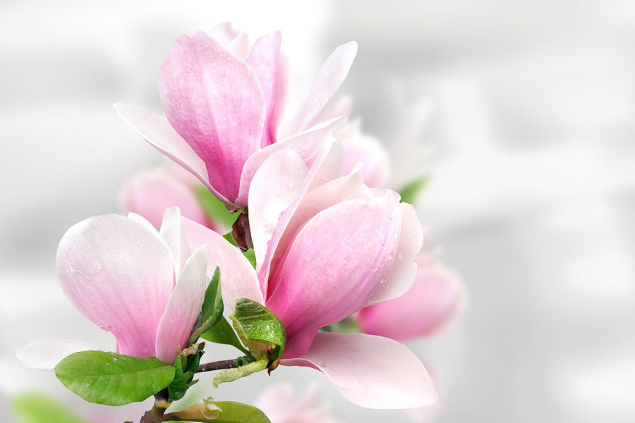 Rosa Magnolienblüten in Blüte