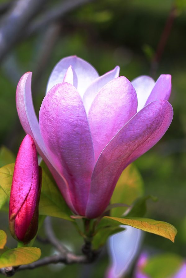 Die Magnolie: Die anmutige Blüte der Natur’ Die Magnolie: Die anmutige Blüte der Natur’