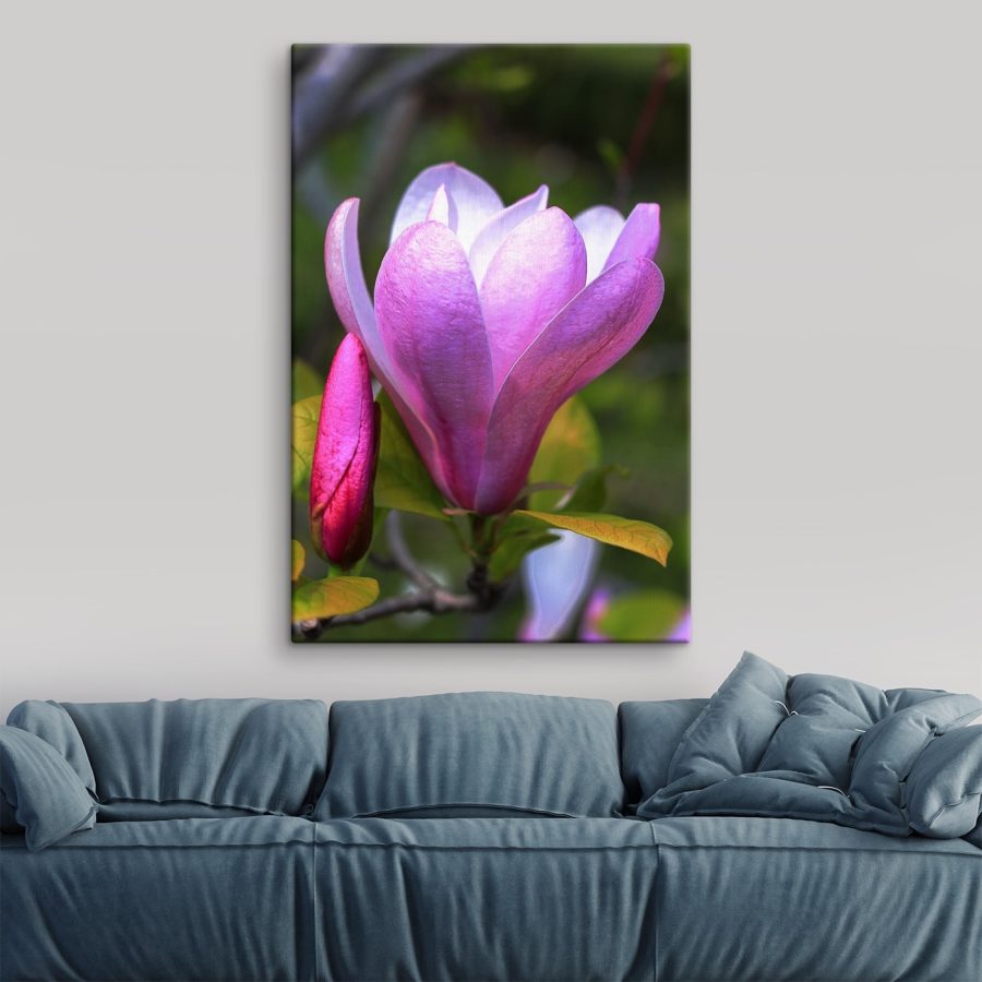 Die Magnolie: Die anmutige Blüte der Natur&#8217