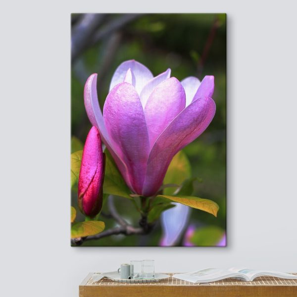 Die Magnolie: Die anmutige Blüte der Natur’ Die Magnolie: Die anmutige Blüte der Natur’