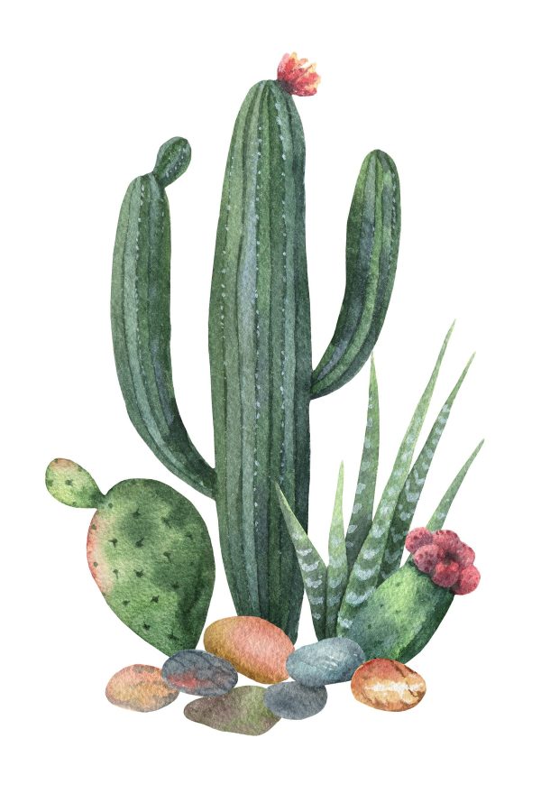Aquarell eines Kaktus und Felsen Aquarell eines Kaktus und Felsen