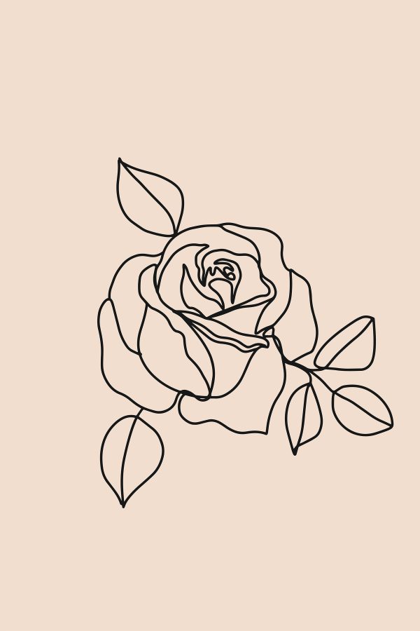 Zeichnung einer Rose Zeichnung einer Rose