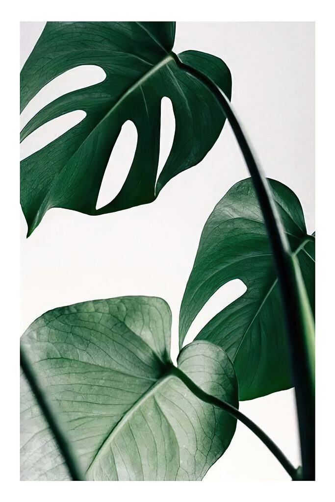 Delicate foliage against white backdrop