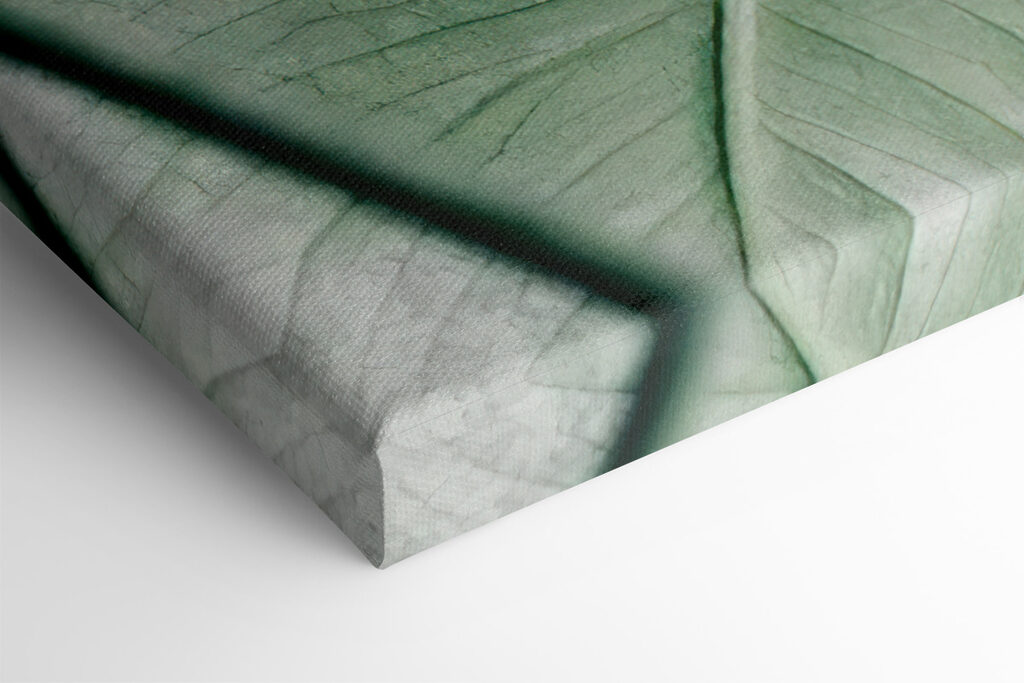 Delicate foliage against white backdrop