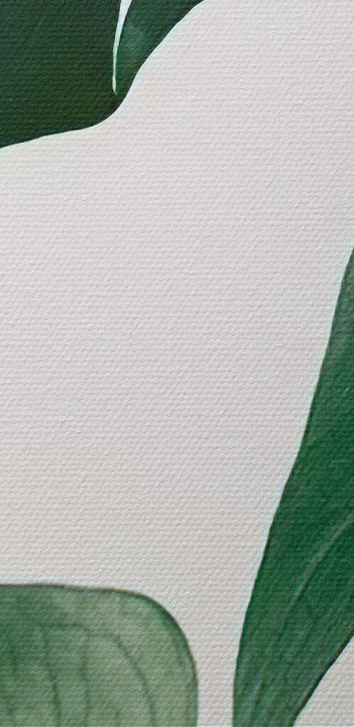 Delicate foliage against white backdrop