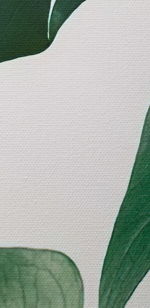 Delicate foliage against white backdrop