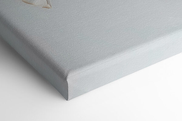 Delicate petals, soft and elegant Delicate petals, soft and elegant