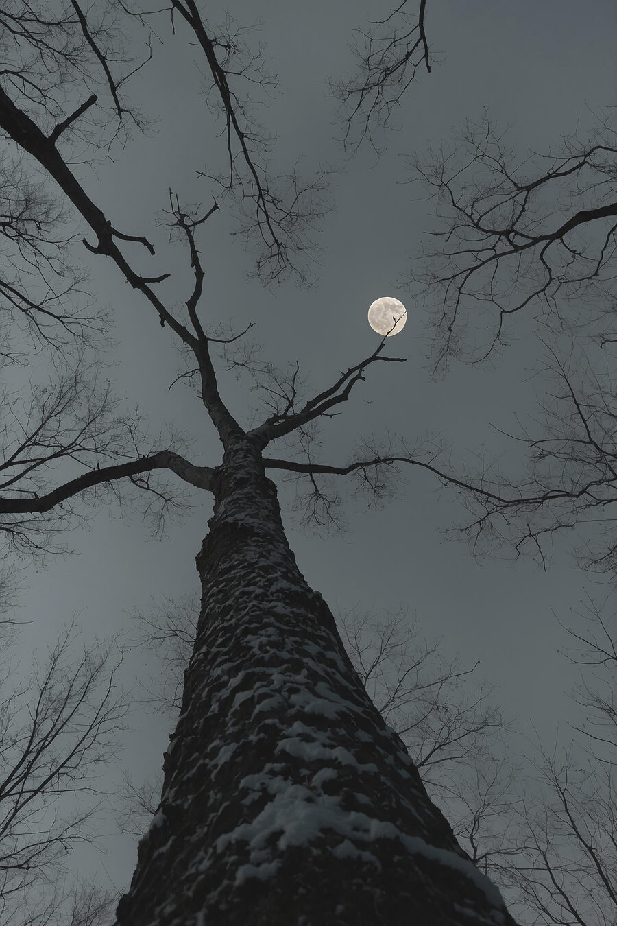 Baum mit dem Mond im Hintergrund