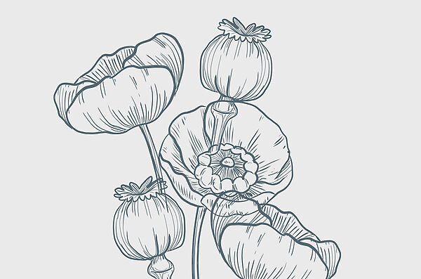 Zeichnung von Blumen und Knospen Zeichnung von Blumen und Knospen