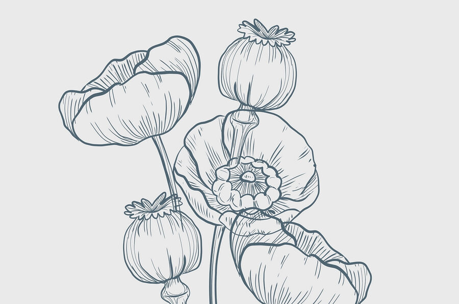Zeichnung von Blumen und Knospen Zeichnung von Blumen und Knospen