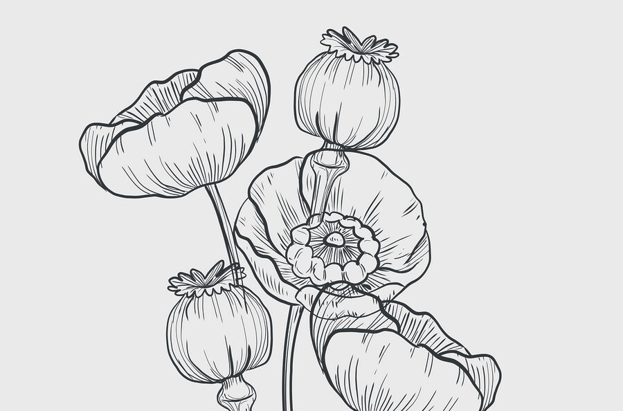 Zeichnung von Blumen auf einem weißen Hintergrund