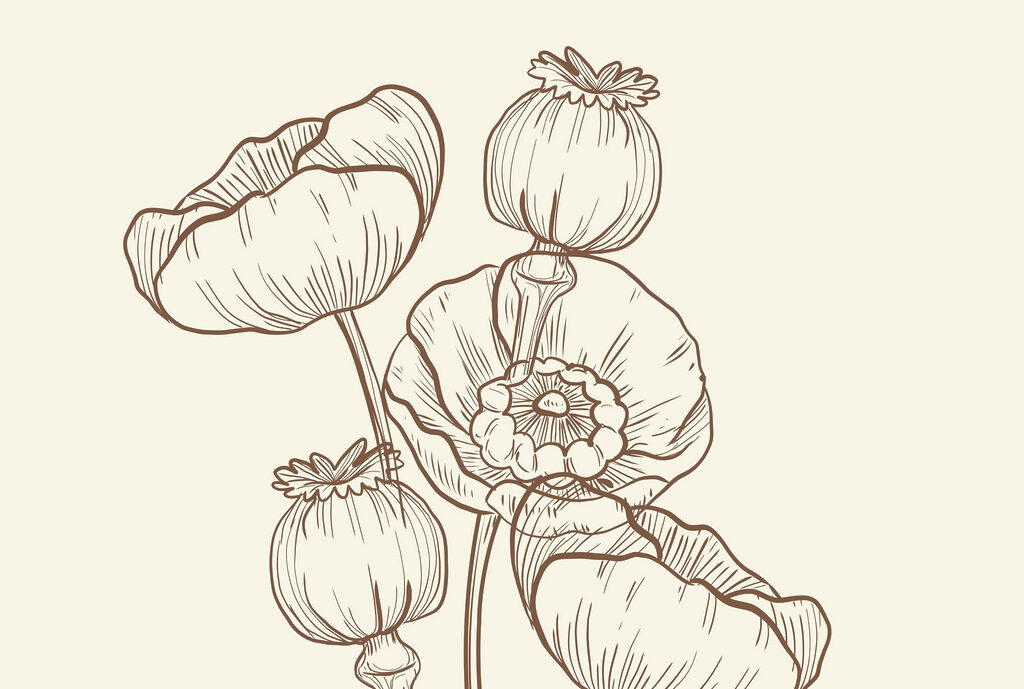 Zeichnung von Blumen auf einem weißen Hintergrund Zeichnung von Blumen auf einem weißen Hintergrund