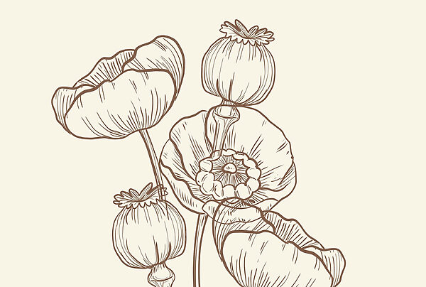 Zeichnung von Blumen auf einem weißen Hintergrund Zeichnung von Blumen auf einem weißen Hintergrund