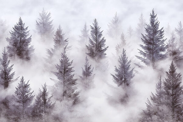 Baumgruppe im Nebel Baumgruppe im Nebel