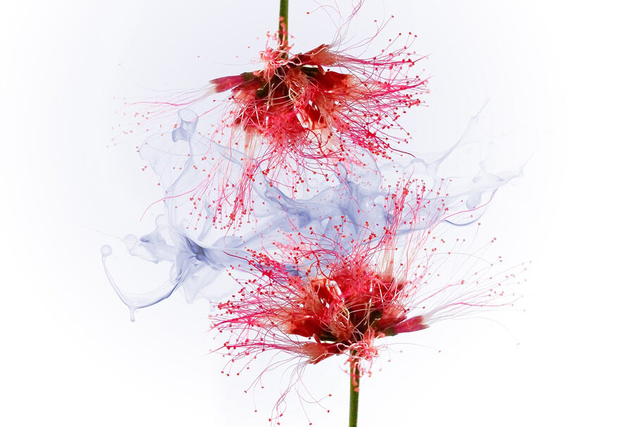Ätherische Blüten in zarten Farben