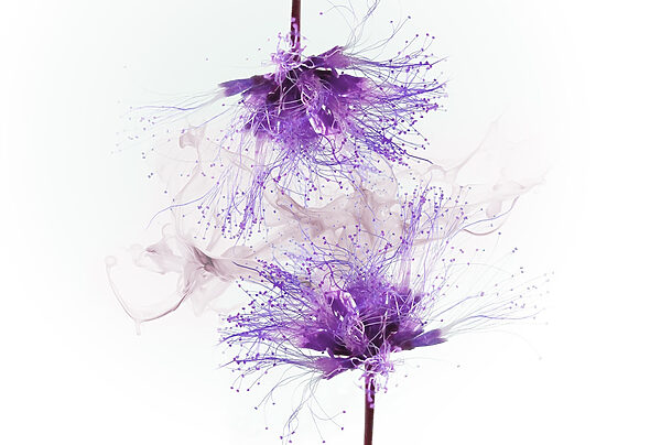 Lila Blumen mit lila Sprenkeln Lila Blumen mit lila Sprenkeln