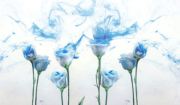 Gruppe von Blumen mit blauer Tinte im Wasser Gruppe von Blumen mit blauer Tinte im Wasser