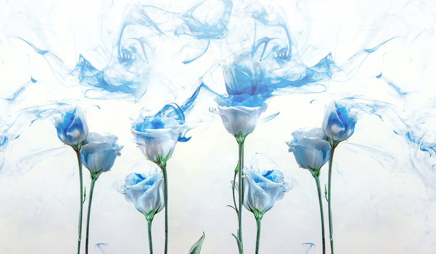 Gruppe von Blumen mit blauer Tinte im Wasser Gruppe von Blumen mit blauer Tinte im Wasser
