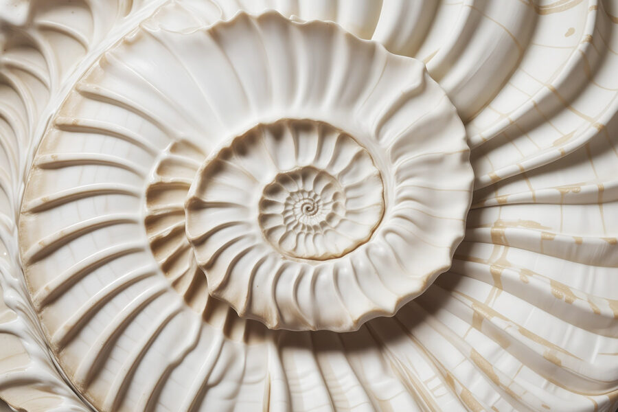 Elegantes, spiralförmiges Muschelmuster, wunderschön dargestellt. Elegantes, spiralförmiges Muschelmuster, wunderschön dargestellt.