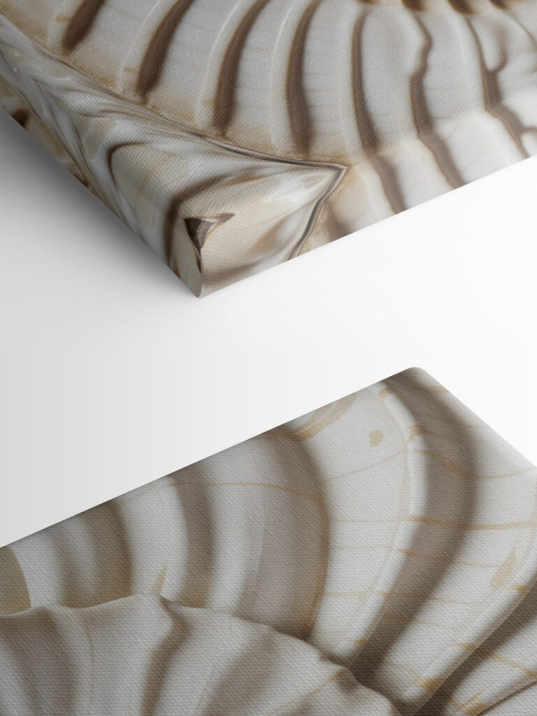 Elegant spiral shell pattern displayed beautifully