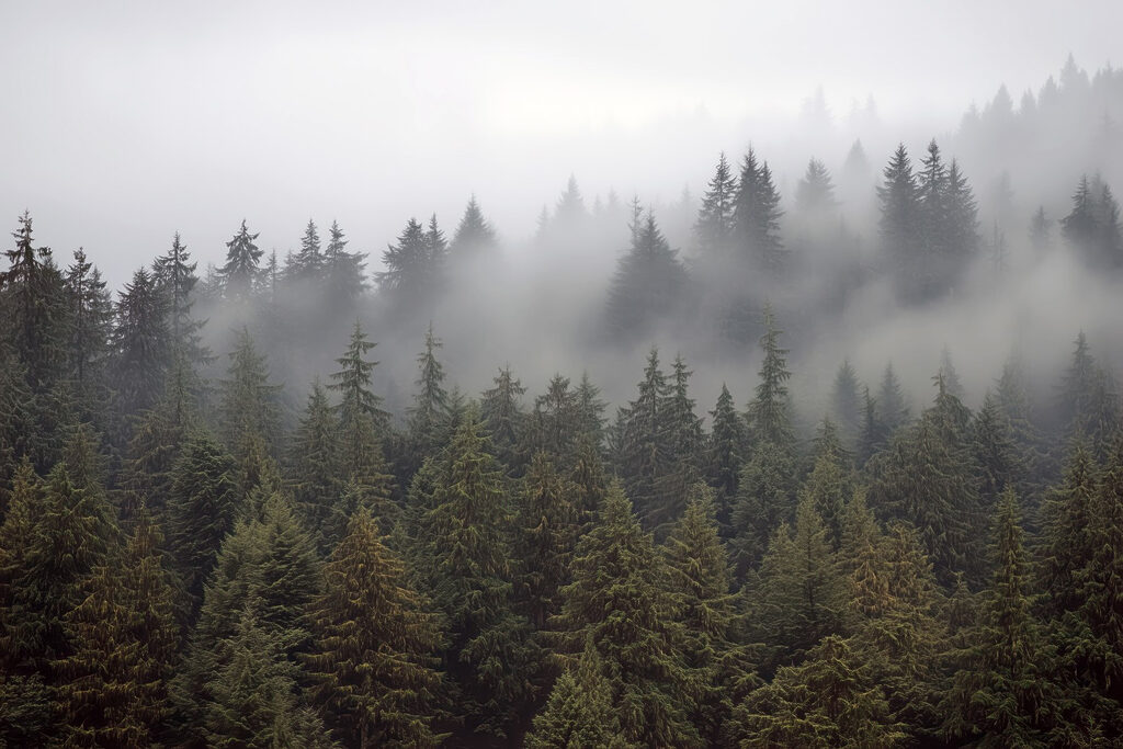 Group of trees with fog Group of trees with fog